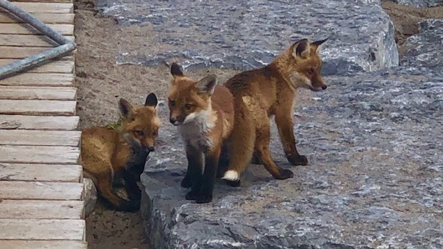 Baby foxes