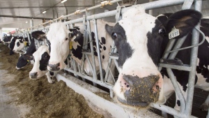 Dairy cows are seen at a farm, Friday, August 31, 2018 in Sainte-Marie-Madelaine, Que. THE CANADIAN PRESS/Ryan Remiorz