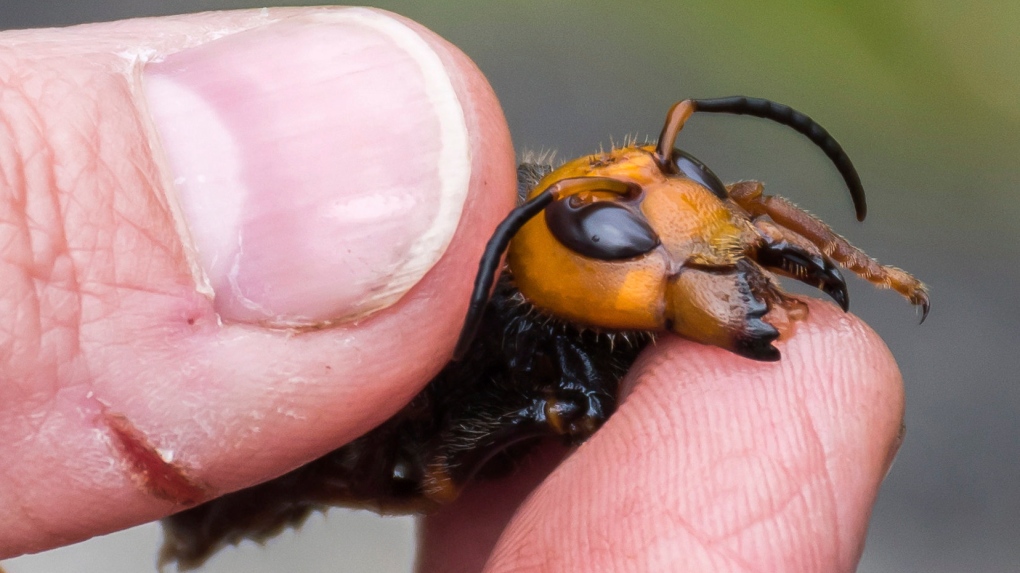 Bug experts dismiss worry about U.S. 'murder hornets' as hype ...