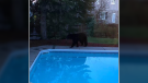 Police released this photo of a young black bear spotted in Brockville on Friday, May 8, 2020. (Brockville Police)