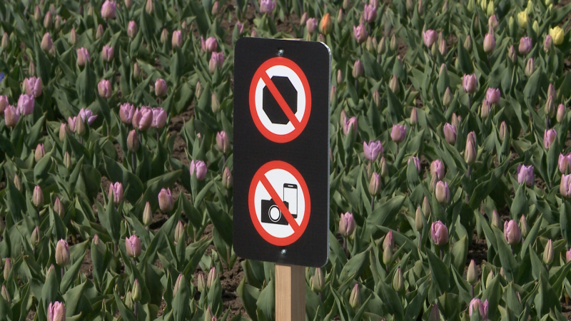 The NCC says signs saying no stopping and no photos will be removed from the tulip beds. 