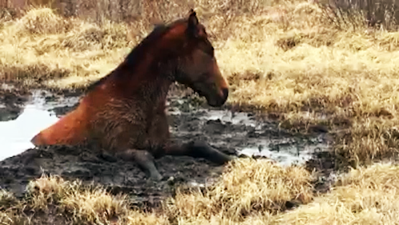 A young filly was stuck in a mud hole when a group of wild horse advocates rescued it.