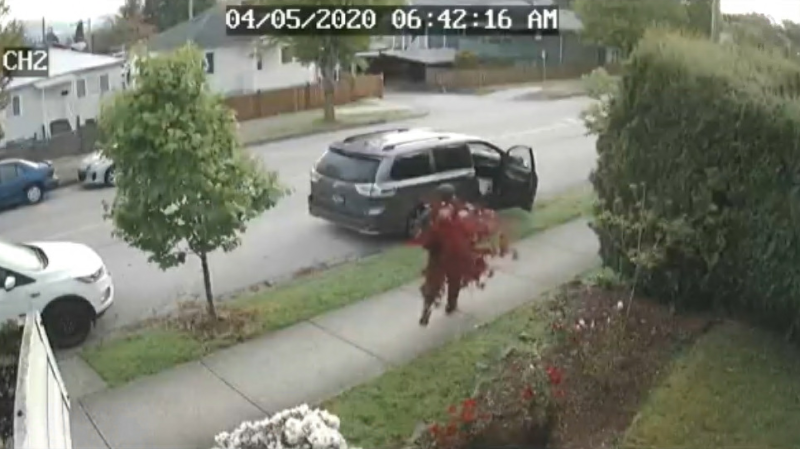 Caught on camera: Thief steals maple tree
