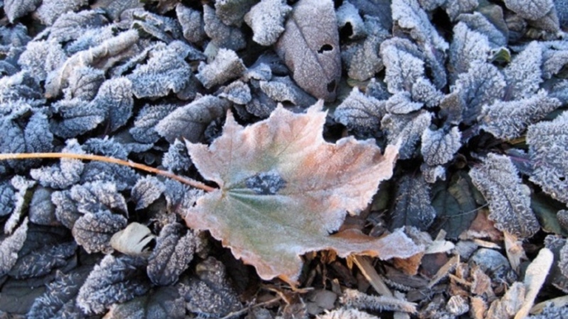 Frost is seen on the ground in this file photo. (Betty Price/MyNews)