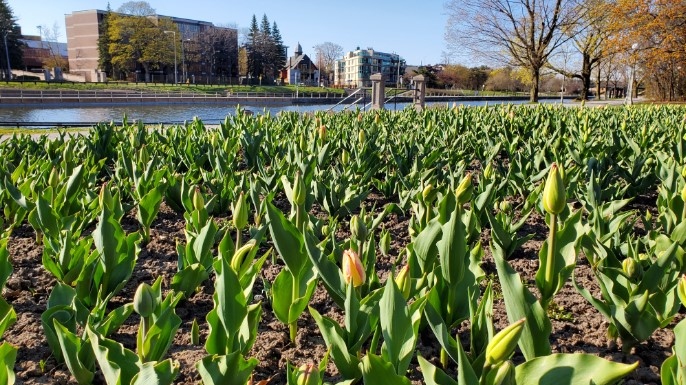 Spring in Ottawa