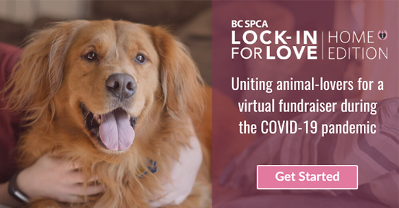 BC SPCA Lock In For Love