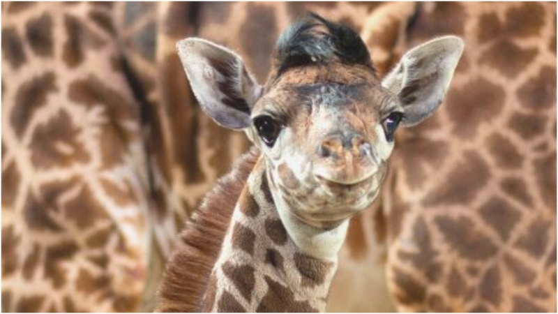 The Toronto Zoo's newest family member, a Masai giraffe named Baby Long Legs, was born early Tuesday morning. (Toronto Zoo)
