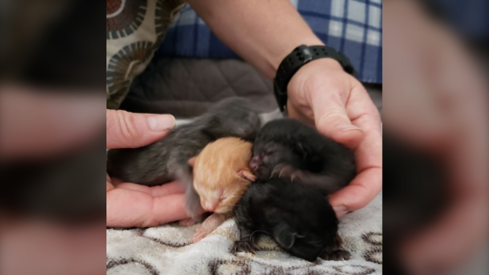 Four kittens rescued from Sudbury apartment dumpst