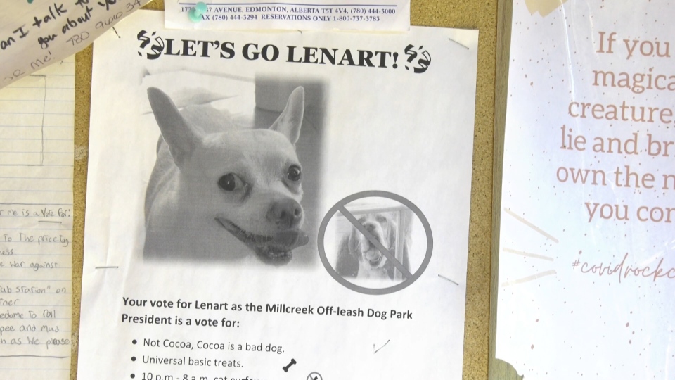 Dog park election