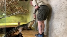 Little Ray’s Nature Centre director Lee Parker feeding an alligator. Sarsfield, ON. May 13, 2020. (Tyler Fleming / CTV News)