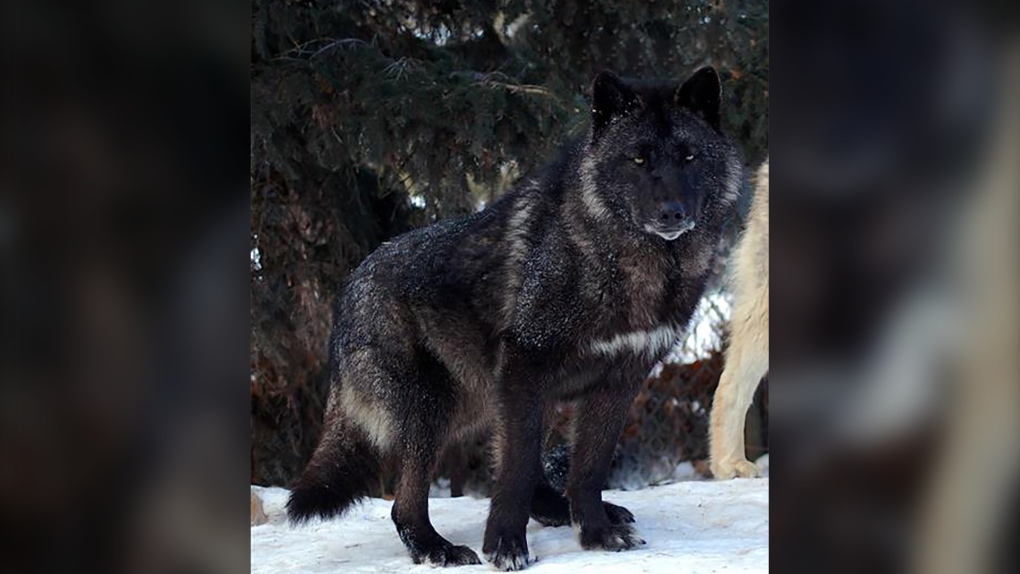 black grey wolf