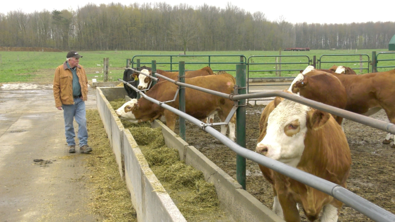 Dan O'Brien walks by his beef cattle at O'Brien Farms near Winchester. (Nate Vandermeer/CTV News Ottawa)