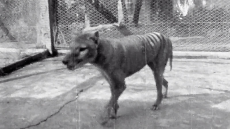 Benjamin, the last known thylacine, was filmed in 1935. (National Film and Sound Archive of Australia)