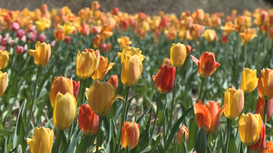 Ottawa tulips Tulip Festival 