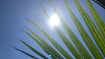 The sun shines through a plant in Windsor, Ont., on Monday, May 25, 2020. (Melanie Borrelli / CTV Windsor)