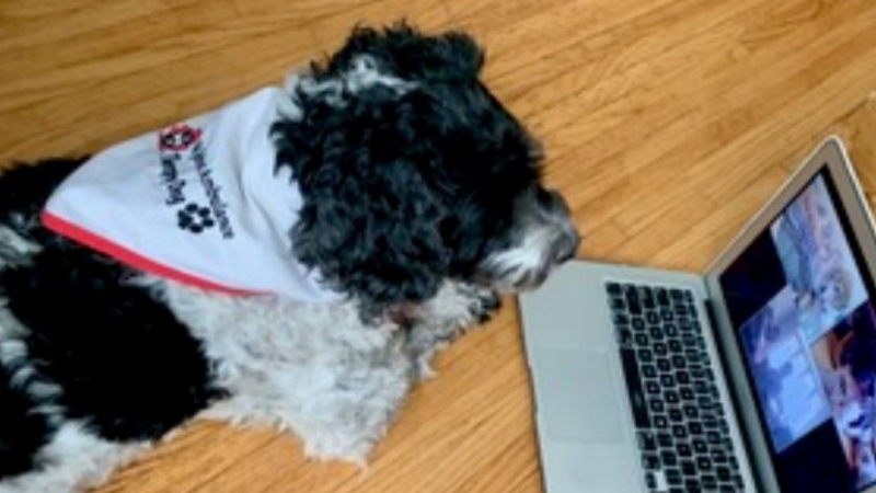 During a virtual 'Dog Tales' session, a St. John's Ambulance therapy dog listens to a child read.