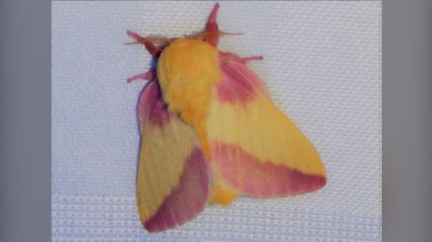 rosy maple moth 