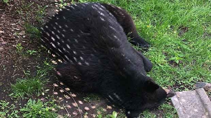 Barrie Police tranquilized a black bear spotted roaming around the south end of Barrie, Ont., on Fri., May 29, 2020. (Barrie Police Services)
