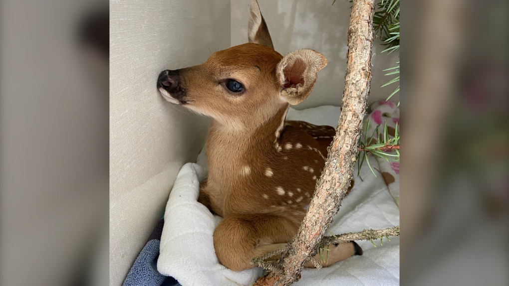 Wildlife group reminds Albertans to left baby deer where they are | CTV News