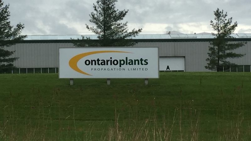 Ontario Plants Propagation near St. Thomas Ont. on May 29, 2020. (Bryan Bicknell/CTV London)