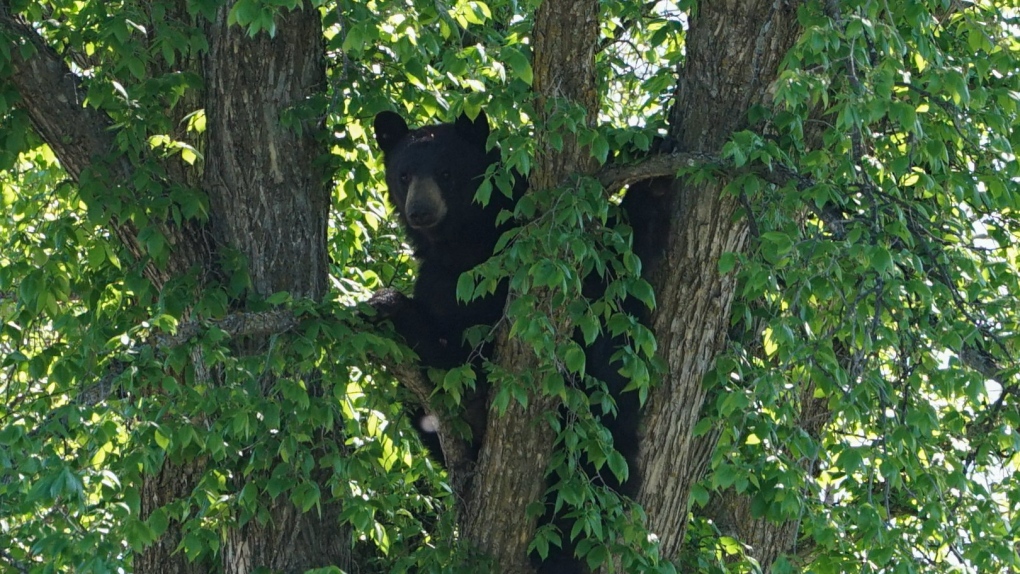 위니펙 찰스우드(Charleswood) 지역의 나무에서 곰이 발견돼, 이 지역은 피하세요.