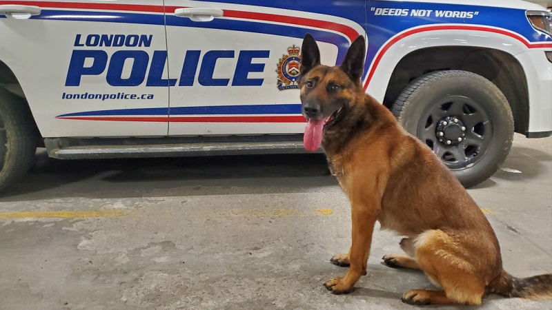 Kylo, one of the London Police Canine Unit police dogs sits proudly in front of a London Police cruiser. (Source: London Police K9 @k9_london)