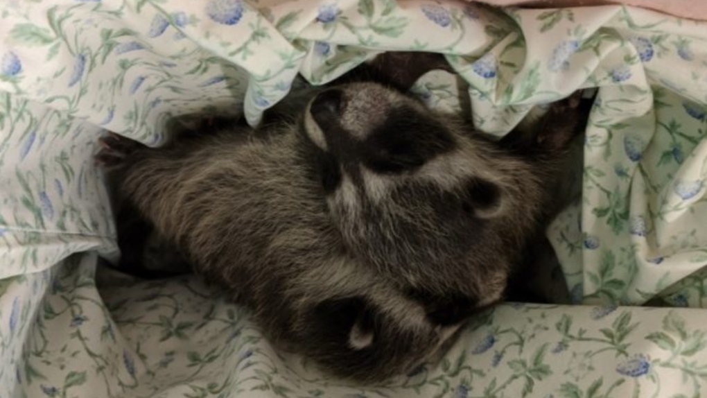 Baby raccoons