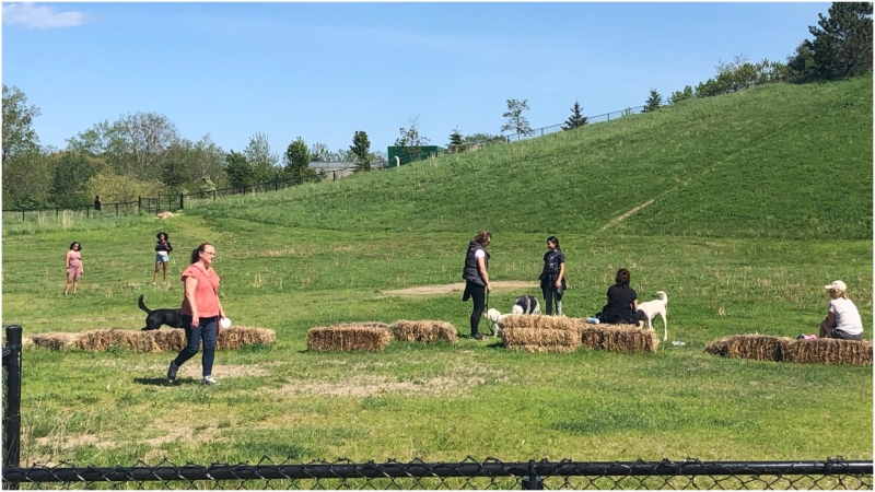 Mississauga residents are seen here enjoying the reopening of an off-leash dog park that has been closed for months due to COVID-19. (CTV News Toronto/Mike Walker)