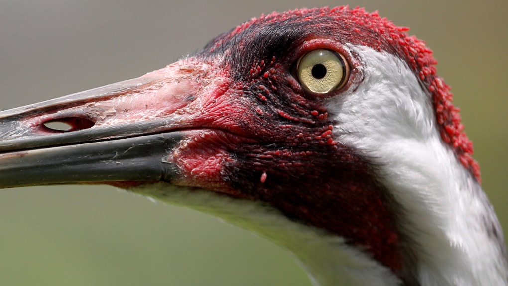 An adult whooping crane