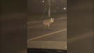 Residents in Riverside South are worried about a coyote that has been attacking walkers, runners, and cyclists throughout the neighbourhood. (Courtesy: Carol Anne Meehan)
