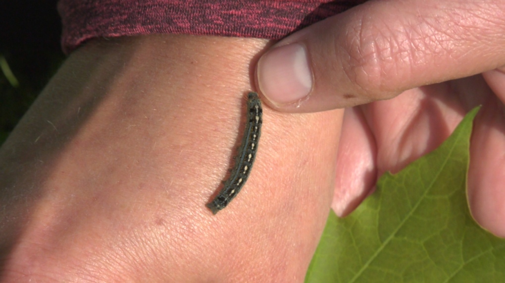 tent-caterpillars