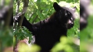 A black bear in a tree in the Byron neighbourhood of London, Ont. is seen Monday, June 8, 2020. (Source: Andrew Henson / Jeff Heussner)
