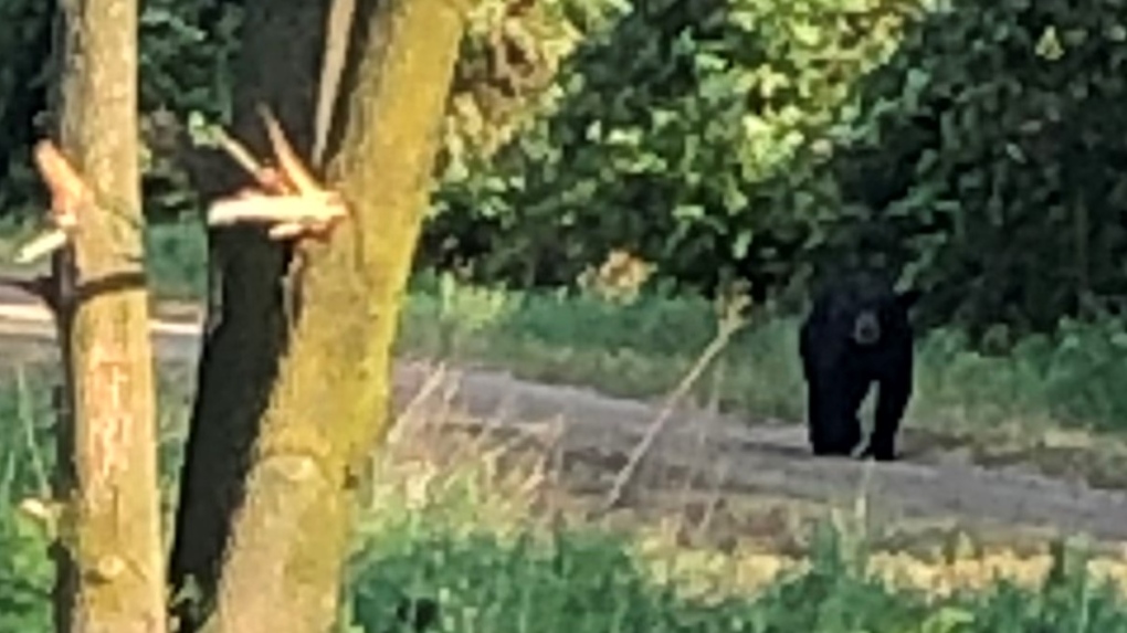 Black bear near Goderich, Ont.
