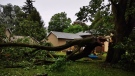 A large tree limb fell as a result of storms in Huron County, Ont. on Wednesday, June 10, 2020. (Source: Deb Shaw)