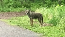 A coyote in Riverside South. (Photo courtesy: Twitter/MeehanCarolAnne) 