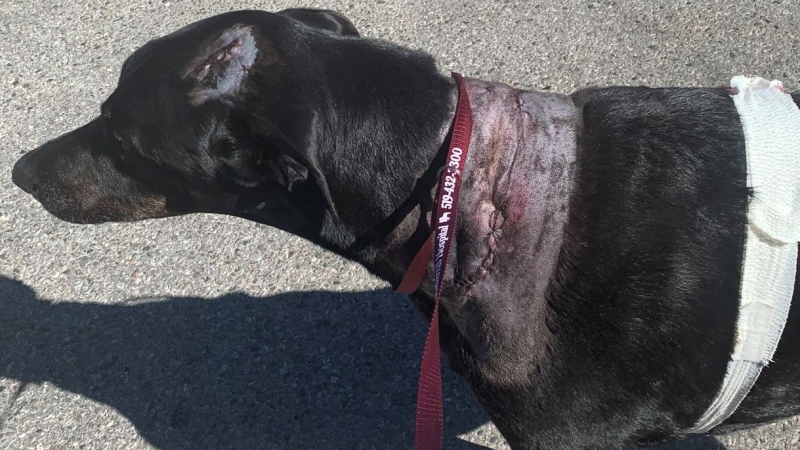Rex's injuries from an attack from two Akitas in London, Ont. (Supplied)