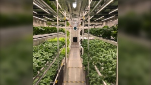 A view of the inside of the Life Water Gardens greenhouse in the Norway House Cree Nation in an August 2019 photo. (Facebook: Life Water Gardens)