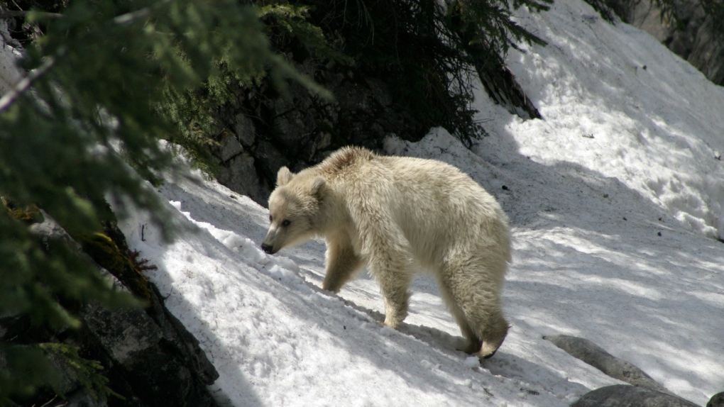 Parks Canada, white grizzly, Banff