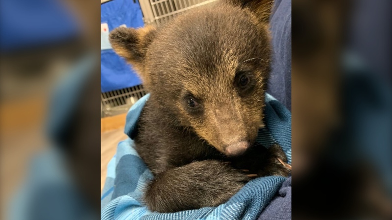 This bear cub was recently dropped off at Hope For Wildlife, but the animal was quickly picked up and killed by wildlife officials. (Hope for Wildlife)