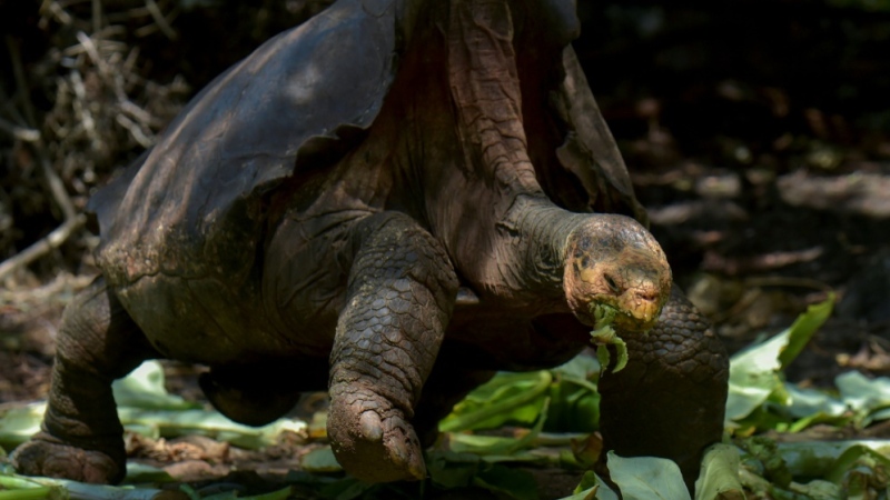 Giant tortoise Diego seen here feeding in the Galapagos National Park on the island of Santa Cruz on February 27, 2019. (AFP)