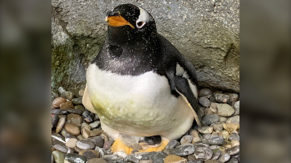 Calgary Zoo gentoo penguin chick