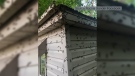 Caterpillars climb the side of a house (Source: Rachel Gander)