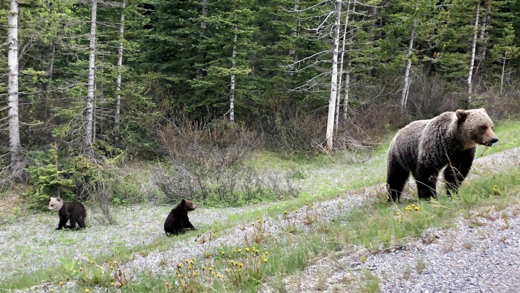 Thought it was a panda:' Second rare grizzly bear seen in Banff National  Park | CTV News