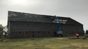 The Prairie Barn Brothers are taking on their biggest project yet: the deconstruction of a 126 x 68 two-storey timber frame barn. (Stefanie Davis/CTV News)