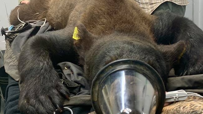 London the bear in the rehabilitation centre caring for him, June 19, 2020 (Source: Bear With Us Centre for Bears - Rehabilitation, Education, Sanctuary)