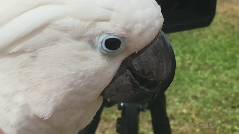 "Cockatoos are like puppies; they like to be cuddled." Adam finds out the story behind a Sooke man who regularly goes for walks with his feathered friends.
