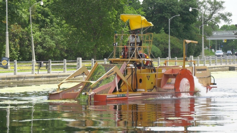 A weed harvester collects foliage and algae from the surface of the Rideau Canal June 22, 2020. (Dave Charbonneau / CTV News Ottawa)