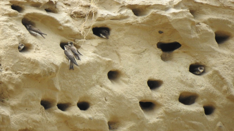 Bank swallows nesting at the Byron gravel pit in London, Ont. are seen in June 2020. (Source: Brendon Samuels)