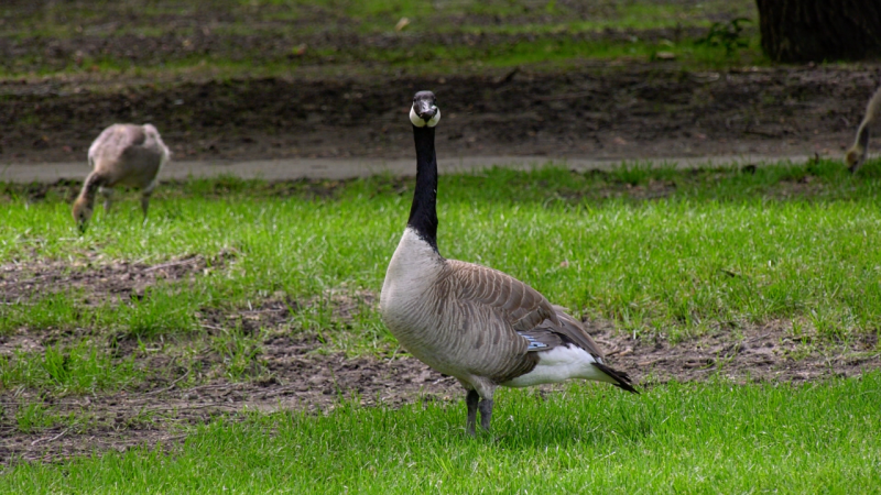 Geese and their goslings by the Saskatoon riverbank on June 23, 2020. (Nicole Di Donato/CTV Saskatoon)