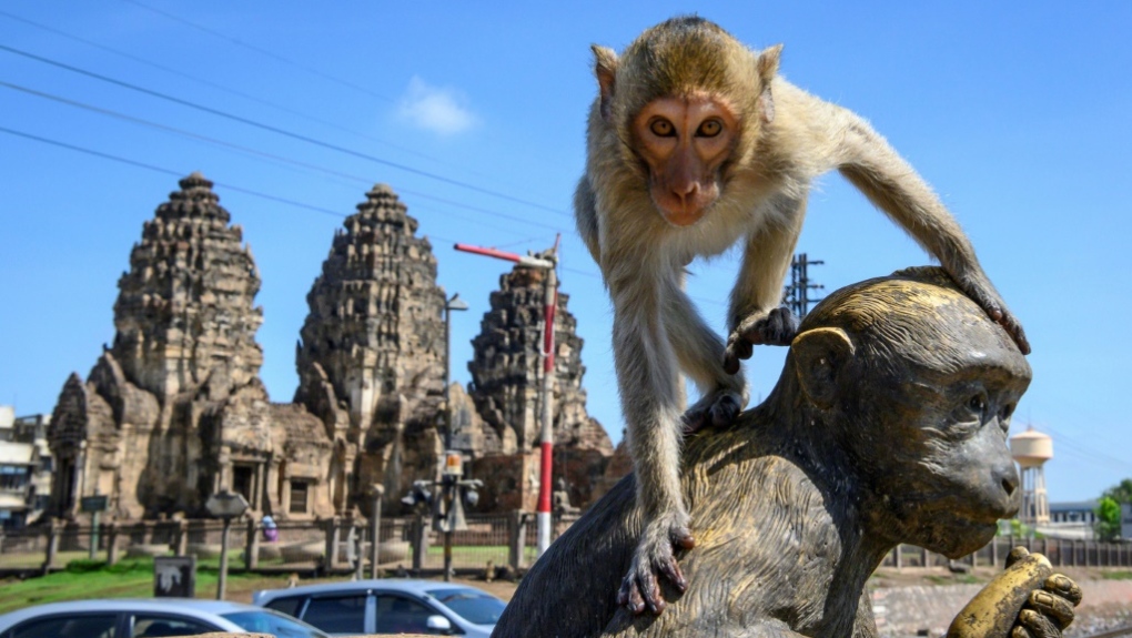 Lopburi monkeys